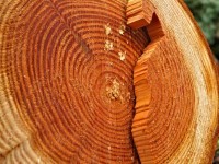 Increase Your Green Star Rating with Timber Windows